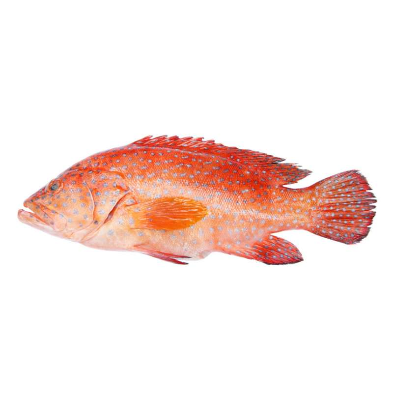 Fresh Red Grouper (1kg-1.3kg)