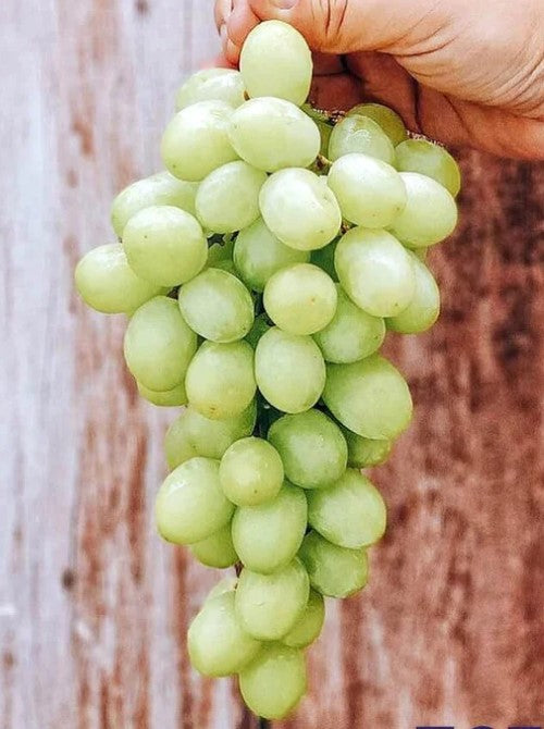 Grapes Green Crunchy Seedless - USA (500 gm)