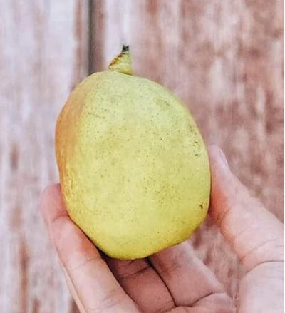 Pear Fragrant - China (600g, 3-4 pcs)