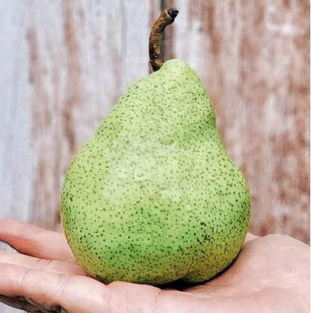 Pear Packham - Australia (Pack of 3)