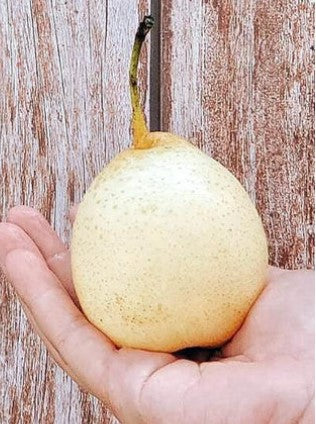 Pear Ya - China (Pack of 3)