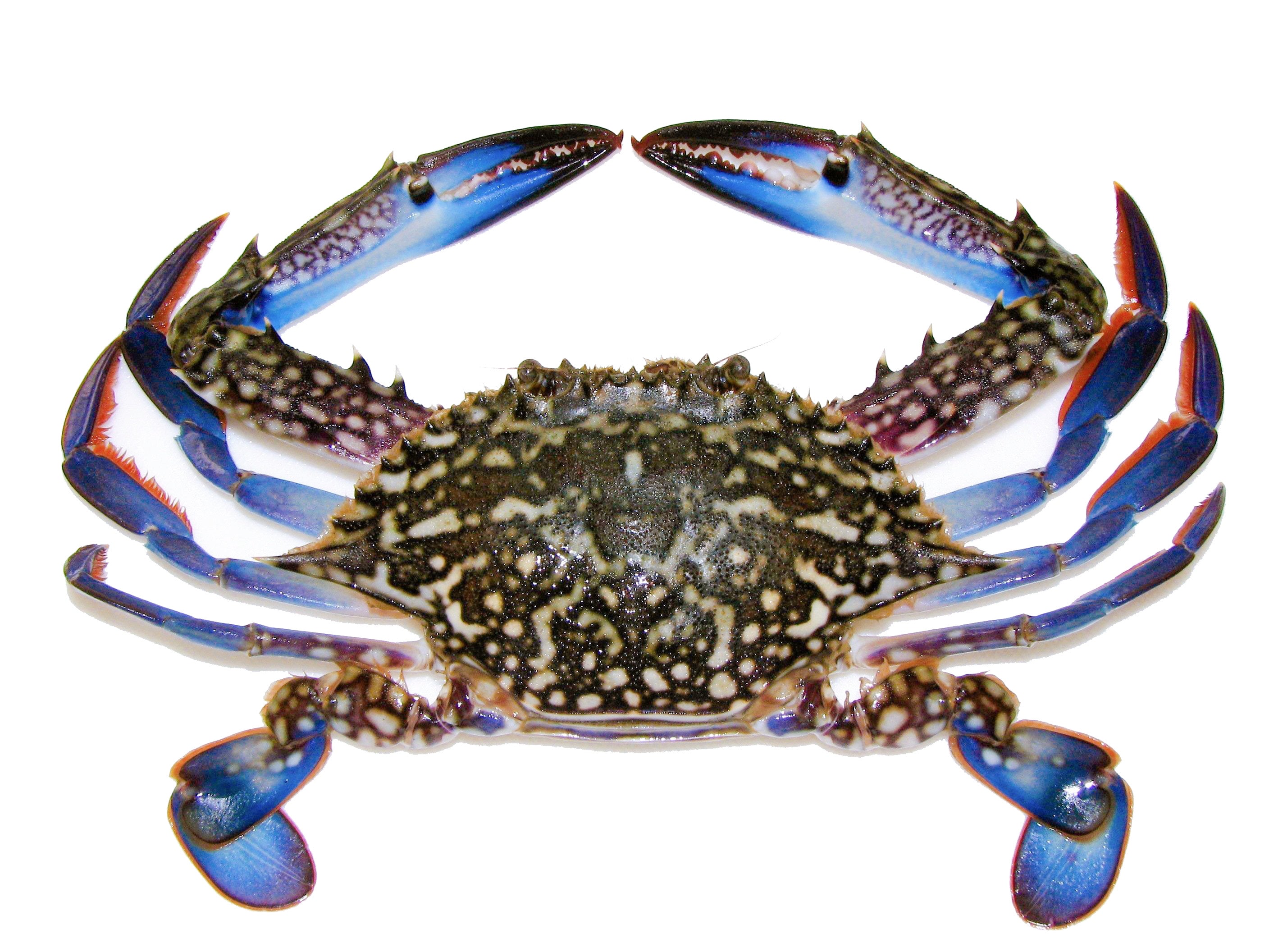 Fresh Flower Crab (~500g, 1-2pcs)