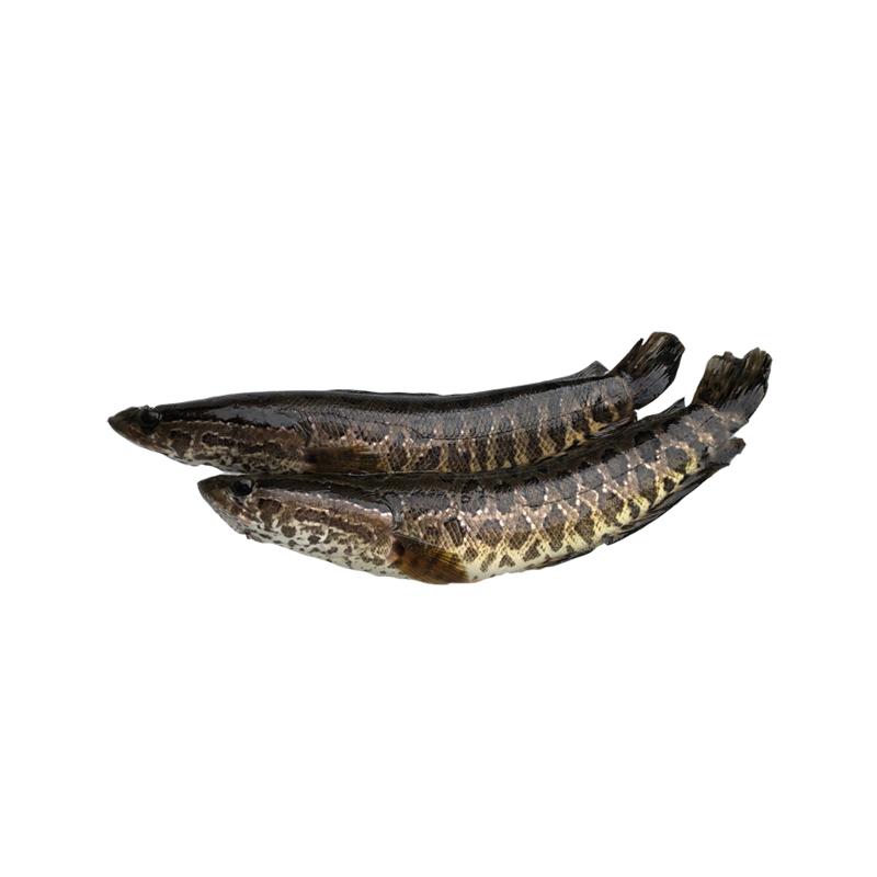Fresh Snakehead/Toman Fish (Whole) (2.5-2.9kg)