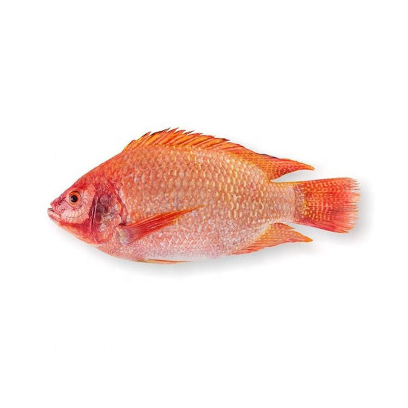 Fresh Red Tilapia (400-500g)