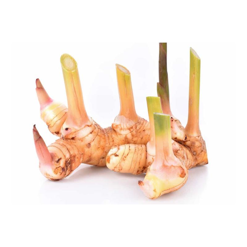 蓝姜 Galangal (Thai Ginger)