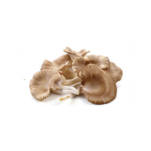 Oyster Mushroom (1 pack)